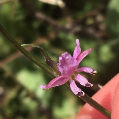 Arthropodium minus (Small Vanilla Lily) at Bungonia, NSW - 31 Oct 2021 by Ned_Johnston