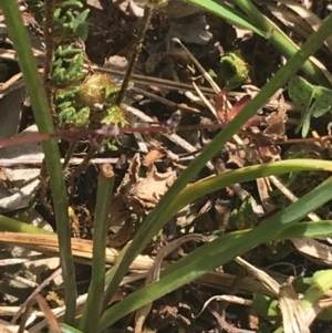 Arthropodium minus at Bungonia, NSW - 31 Oct 2021 11:47 AM