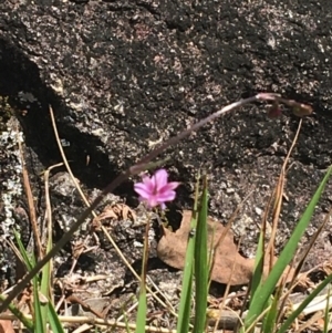 Arthropodium minus at Bungonia, NSW - 31 Oct 2021