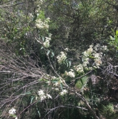 Clematis glycinoides (Headache Vine) at Bungonia, NSW - 31 Oct 2021 by Ned_Johnston