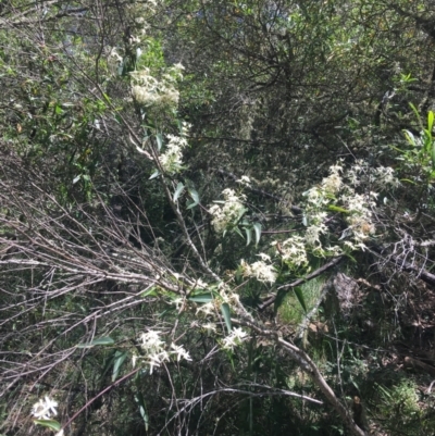 Clematis glycinoides (Headache Vine) at Bungonia, NSW - 31 Oct 2021 by Ned_Johnston