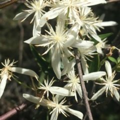 Clematis glycinoides at Bungonia, NSW - 31 Oct 2021 11:58 AM