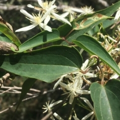 Clematis glycinoides at Bungonia, NSW - 31 Oct 2021 11:58 AM