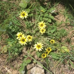 Arctotheca calendula (Capeweed, Cape Dandelion) at Bungonia, NSW - 31 Oct 2021 by Ned_Johnston