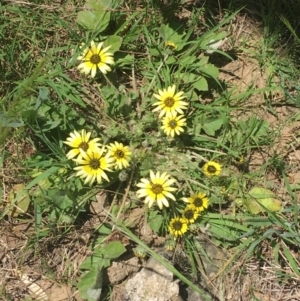 Arctotheca calendula at Bungonia, NSW - 31 Oct 2021