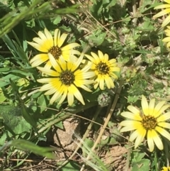 Arctotheca calendula at Bungonia, NSW - 31 Oct 2021