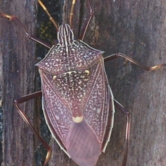 Poecilometis sp. (genus) (A Gum Tree Shield Bug) at Bungonia, NSW - 31 Oct 2021 by NedJohnston