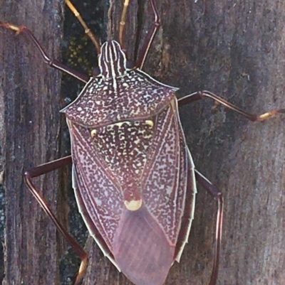 Poecilometis sp. (genus) (A Gum Tree Shield Bug) at Bungonia, NSW - 31 Oct 2021 by NedJohnston