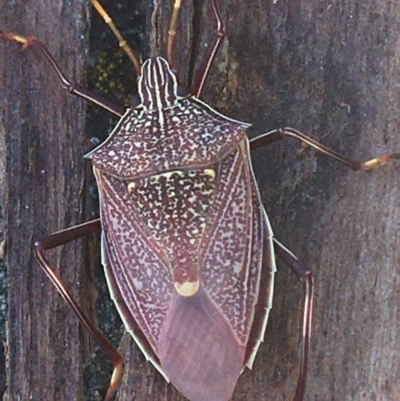 Poecilometis sp. (genus) (A Gum Tree Shield Bug) at Bungonia, NSW - 31 Oct 2021 by Ned_Johnston