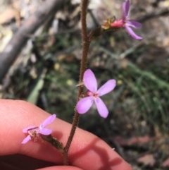 Stylidium graminifolium (grass triggerplant) at Bungonia, NSW - 31 Oct 2021 by NedJohnston