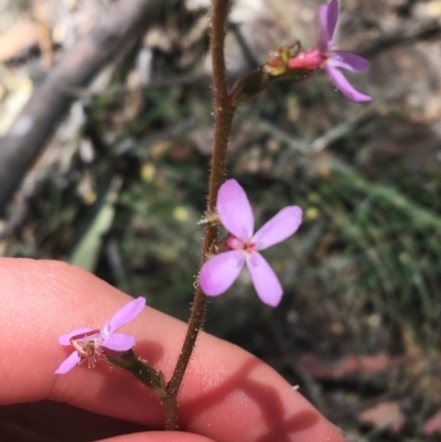 Stylidium graminifolium (grass triggerplant) at Bungonia, NSW - 31 Oct 2021 by NedJohnston