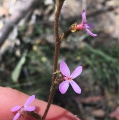 Stylidium graminifolium at Bungonia, NSW - 31 Oct 2021