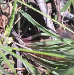 Stylidium graminifolium at Bungonia, NSW - 31 Oct 2021