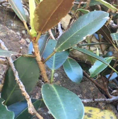 Ficus rubiginosa (Port Jackson or Rusty Fig) at Bungonia State Conservation Area - 31 Oct 2021 by Ned_Johnston