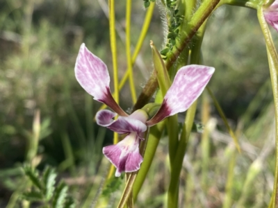 Diuris dendrobioides (Late Mauve Doubletail) at Theodore, ACT - 2 Nov 2021 by Shazw