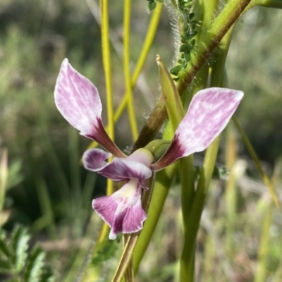 Diuris dendrobioides (Late Mauve Doubletail) at Theodore, ACT - 2 Nov 2021 by Shazw