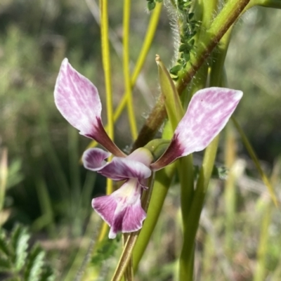 Diuris dendrobioides (Late Mauve Doubletail) at Theodore, ACT by Shazw