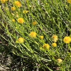 Calotis lappulacea (Yellow Burr Daisy) at Stirling Park - 26 Oct 2021 by Wendyp5