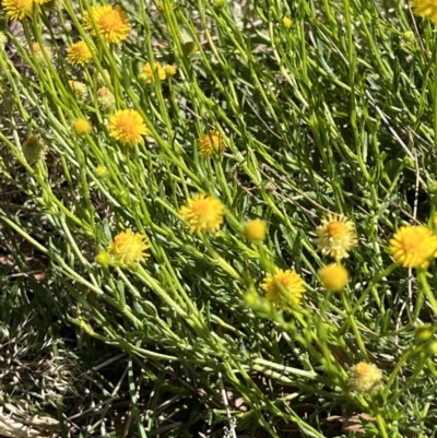 Calotis lappulacea (Yellow Burr Daisy) at Yarralumla, ACT - 27 Oct 2021 by Wendyp5