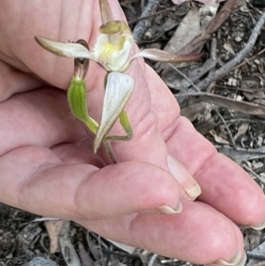 Caladenia moschata at Bruce, ACT - 2 Nov 2021