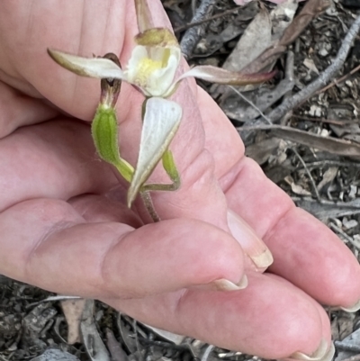 Caladenia moschata (Musky Caps) - 1 Jan 1900 by Wendyp5