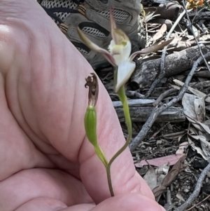 Caladenia moschata at Bruce, ACT - 2 Nov 2021