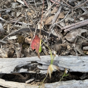 Caladenia moschata at Bruce, ACT - 2 Nov 2021