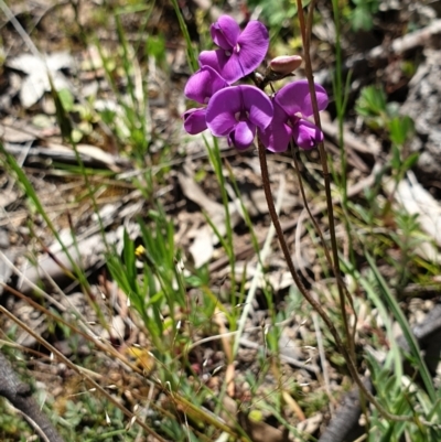 Swainsona sericea (Silky Swainson-Pea) at Tennent, ACT - 1 Nov 2021 by gregbaines