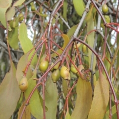 Amyema miquelii (Box Mistletoe) at Tuggeranong Hill - 11 Oct 2021 by michaelb