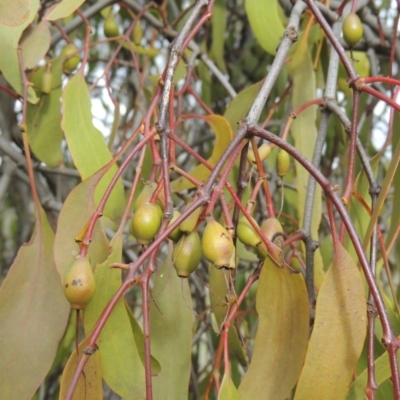 Amyema miquelii (Box Mistletoe) at Tuggeranong Hill - 11 Oct 2021 by michaelb