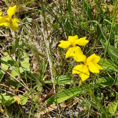 Goodenia pinnatifida (Scrambled Eggs) at Ainslie, ACT - 2 Nov 2021 by Mike