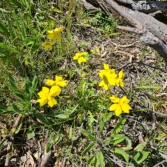 Goodenia pinnatifida at Ainslie, ACT - 3 Nov 2021