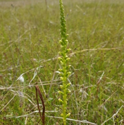 Microtis parviflora (Slender Onion Orchid) at Throsby, ACT - 1 Nov 2021 by gregbaines