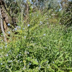 Cynoglossum australe at Ainslie, ACT - 3 Nov 2021