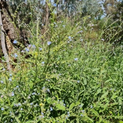 Cynoglossum australe (Australian Forget-me-not) at Ainslie, ACT - 2 Nov 2021 by Mike