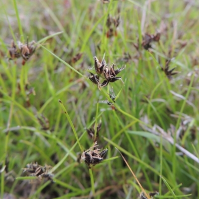 Schoenus apogon (Common Bog Sedge) at Tuggeranong Hill - 11 Oct 2021 by michaelb