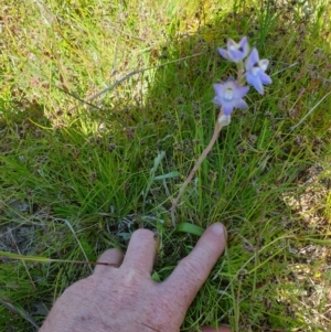 Thelymitra brevifolia at Throsby, ACT - 2 Nov 2021