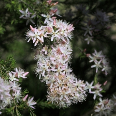 Calytrix tetragona (Common Fringe-myrtle) at Beechworth, VIC - 29 Oct 2021 by KylieWaldon