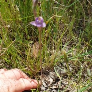 Thelymitra pauciflora at Throsby, ACT - suppressed