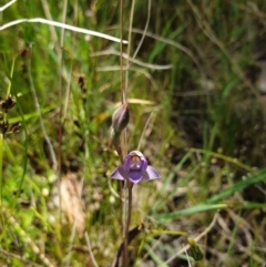 Thelymitra pauciflora at Throsby, ACT - suppressed