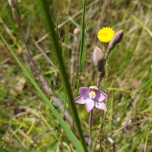 Thelymitra pauciflora at Throsby, ACT - suppressed