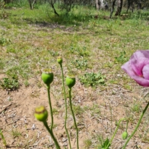 Papaver somniferum subsp. setigerum at Ainslie, ACT - 3 Nov 2021 11:15 AM