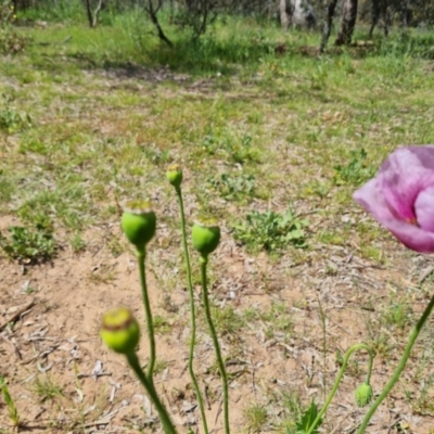 Papaver somniferum subsp. setigerum (Opium Poppy) at Ainslie, ACT - 3 Nov 2021 by Mike