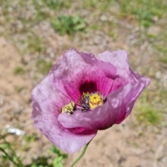 Papaver somniferum subsp. setigerum at Ainslie, ACT - 3 Nov 2021