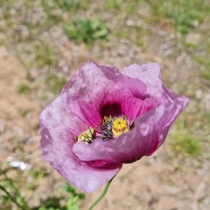 Papaver somniferum subsp. setigerum at Ainslie, ACT - 3 Nov 2021 11:15 AM