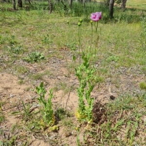 Papaver somniferum subsp. setigerum at Ainslie, ACT - 3 Nov 2021 11:15 AM