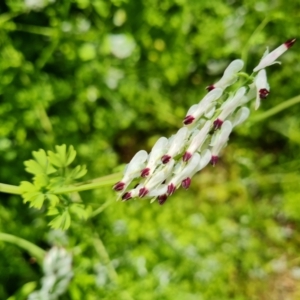 Fumaria capreolata at Ainslie, ACT - 3 Nov 2021