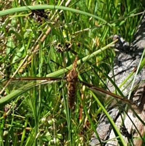 Leptotarsus (Leptotarsus) sp.(genus) at Tennent, ACT - 1 Nov 2021