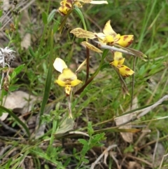 Diuris sp. (hybrid) (Hybrid Donkey Orchid) at Throsby, ACT - 2 Nov 2021 by gregbaines