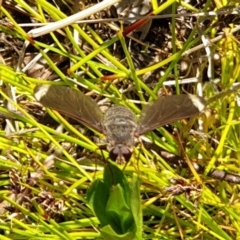 Comptosia sp. (genus) (Unidentified Comptosia bee fly) at Throsby, ACT - 1 Nov 2021 by gregbaines